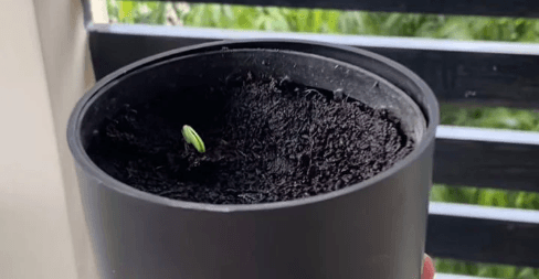 Kavira Seed Hero